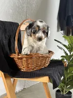 Lexi, a female Australian Shepherd and Beagle for sale in Shipshewana, IN – Photo 2 of 4