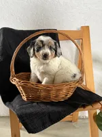 Lexi, a female Australian Shepherd and Beagle for sale in Shipshewana, IN – Photo 4 of 4