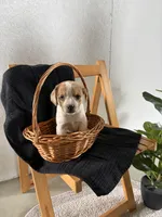 Wink, a female Australian Shepherd and Beagle for sale in Shipshewana, IN – Photo 3 of 4