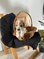 Wink, a female Australian Shepherd and Beagle for sale in Shipshewana, IN – Photo 4 of 4