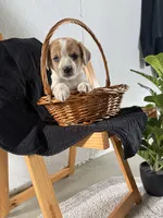 Wink, a female Australian Shepherd and Beagle for sale in Shipshewana, IN – Photo 1 of 4