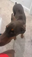Bruce , a male Doberman Pinscher for sale in Savannah, GA – 3 of 4