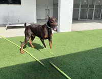 Bruce , a male Doberman Pinscher for sale in Savannah, GA – 4 of 4