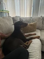 Bruce , a male Doberman Pinscher for sale in Savannah, GA – 2 of 4