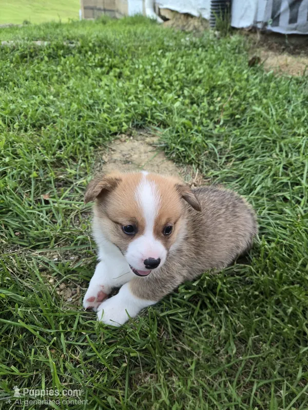 Dash – Pembroke Welsh Corgi puppy for sale in Richland Center, WI