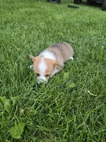 Buffy, a female Pembroke Welsh Corgi for sale in Richland Center, WI – 4 of 4