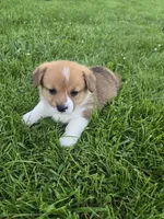 Bear, a male Pembroke Welsh Corgi for sale in Richland Center, WI – 1 of 5