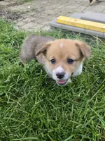 Koda, a male Pembroke Welsh Corgi for sale in Richland Center, WI – 2 of 4