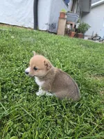 Cocoa, a female Pembroke Welsh Corgi for sale in Richland Center, WI – 3 of 5