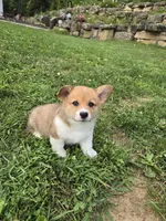 Koda, a male Pembroke Welsh Corgi for sale in Richland Center, WI – 3 of 6