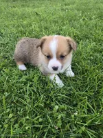 Dash, a male Pembroke Welsh Corgi for sale in Richland Center, WI – 4 of 4