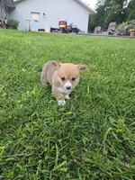 Cocoa, a female Pembroke Welsh Corgi for sale in Richland Center, WI – 2 of 5