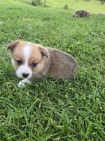 Dash, a male Pembroke Welsh Corgi for sale in Richland Center, WI – 2 of 4