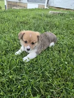 Koda, a male Pembroke Welsh Corgi for sale in Richland Center, WI – 3 of 4