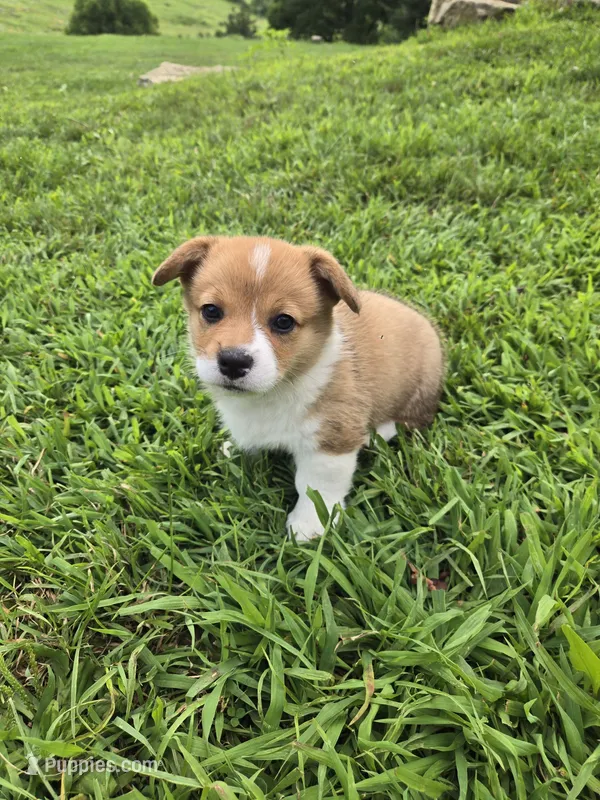 Bear – Pembroke Welsh Corgi puppy for sale in Richland Center, WI