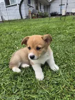 Koda, a male Pembroke Welsh Corgi for sale in Richland Center, WI – 2 of 6