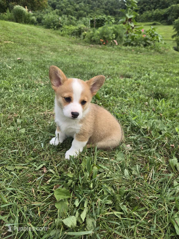 Buffy – Pembroke Welsh Corgi puppy for sale in Richland Center, WI