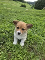 Koda, a male Pembroke Welsh Corgi for sale in Richland Center, WI – 4 of 6