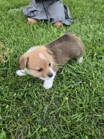 Bear, a male Pembroke Welsh Corgi for sale in Richland Center, WI – 4 of 5