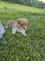 Bear, a male Pembroke Welsh Corgi for sale in Richland Center, WI – 3 of 5