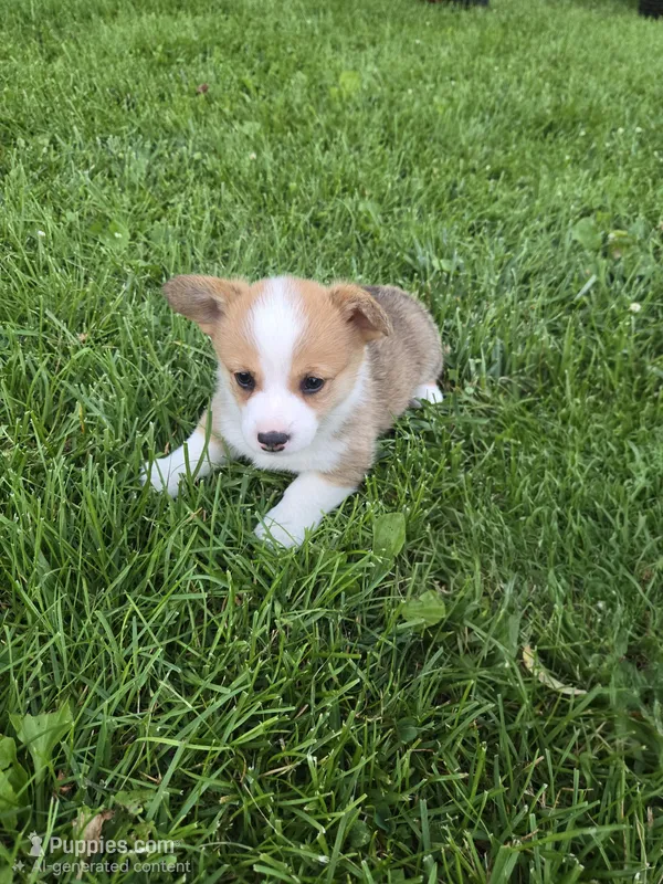 Buffy – Pembroke Welsh Corgi puppy for sale in Richland Center, WI