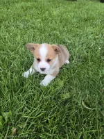 Buffy, a female Pembroke Welsh Corgi for sale in Richland Center, WI – 1 of 4