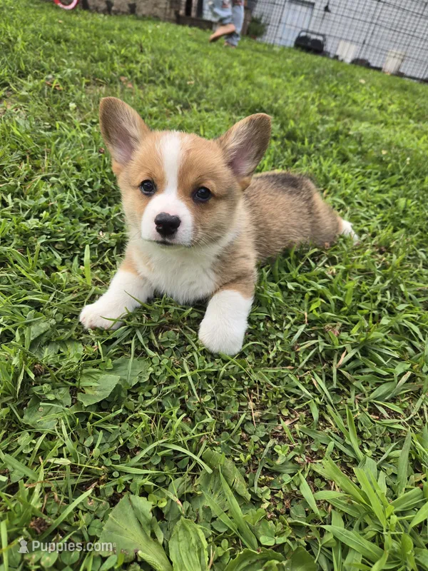 Dash – Pembroke Welsh Corgi puppy on hold in Richland Center, WI