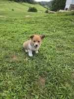 Koda, a male Pembroke Welsh Corgi for sale in Richland Center, WI – 5 of 6