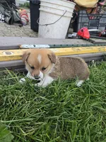 Bear, a male Pembroke Welsh Corgi for sale in Richland Center, WI – 5 of 5