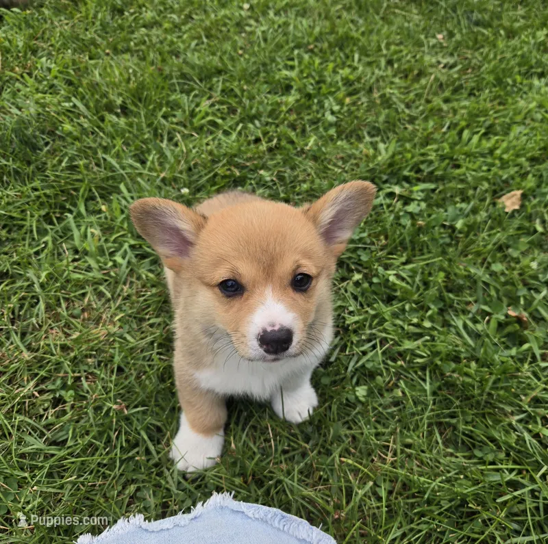 Cocoa – Pembroke Welsh Corgi puppy for sale in Richland Center, WI