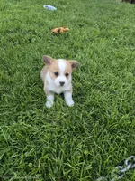 Buffy, a female Pembroke Welsh Corgi for sale in Richland Center, WI – 2 of 4