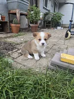 Buffy, a female Pembroke Welsh Corgi for sale in Richland Center, WI – 3 of 4