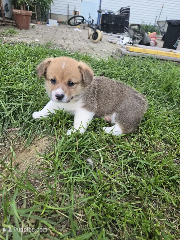 Koda – Pembroke Welsh Corgi puppy for sale in Richland Center, WI