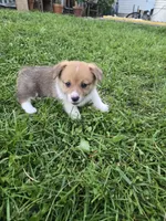 Koda, a male Pembroke Welsh Corgi for sale in Richland Center, WI – 4 of 4