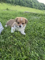 Bear, a male Pembroke Welsh Corgi for sale in Richland Center, WI – 2 of 5