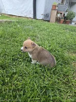 Cocoa, a female Pembroke Welsh Corgi for sale in Richland Center, WI – 4 of 5