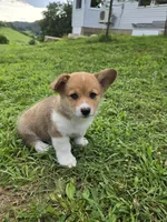 Koda, a male Pembroke Welsh Corgi for sale in Richland Center, WI – 1 of 6