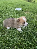 Dash, a male Pembroke Welsh Corgi for sale in Richland Center, WI – 3 of 4