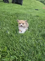 Cocoa, a female Pembroke Welsh Corgi for sale in Richland Center, WI – 5 of 5
