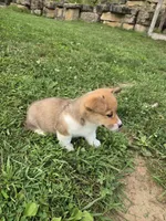 Koda, a male Pembroke Welsh Corgi for sale in Richland Center, WI – 6 of 6