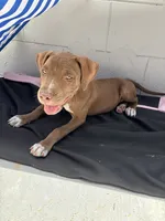 Sage, a female American Pit Bull Terrier for sale in Orlando, FL – 2 of 2