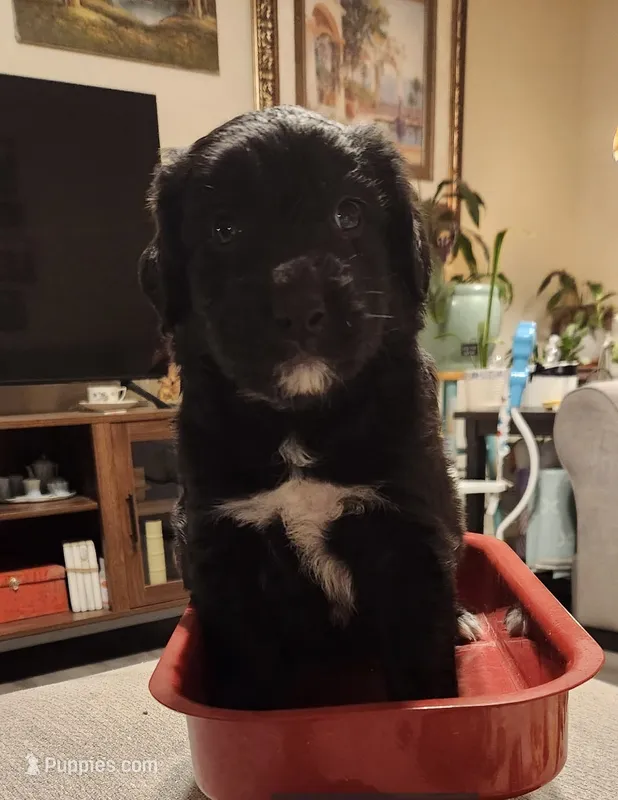 Coda  – Australian Shepherd, Golden Retriever puppy for sale in Hesperia, CA