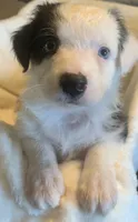 Lola, a female Australian Shepherd for sale in Velma, OK – 2 of 6