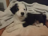 Lola, a female Australian Shepherd for sale in Velma, OK – 10 of 10