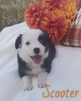 Scooter, a male Australian Shepherd for sale in Velma, OK – 1 of 3