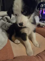 Scooter, a male Australian Shepherd for sale in Velma, OK – 5 of 7