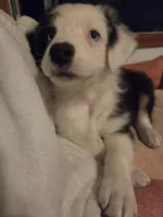 Lola, a female Australian Shepherd for sale in Velma, OK – 8 of 10