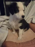 Lola, a female Australian Shepherd for sale in Velma, OK – 9 of 10