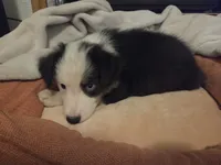 Scooter, a male Australian Shepherd for sale in Velma, OK – 6 of 7