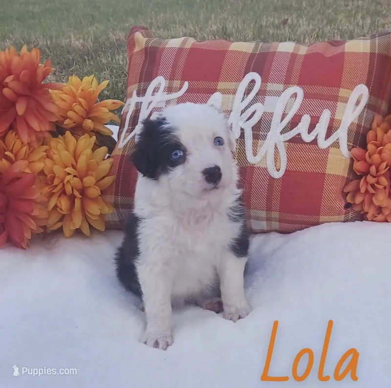 Lola – Australian Shepherd puppy for sale in Velma, OK